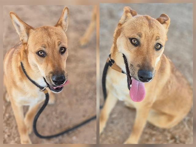 CASSIDY - German Shepherd Dog available for adoption