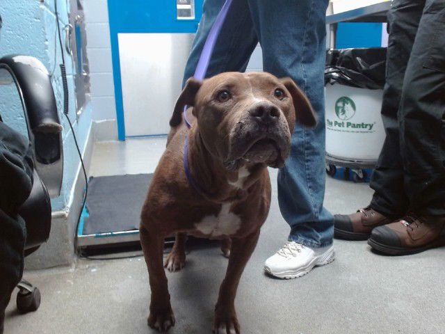 SUGAR - American Pit Bull Terrier available for adoption