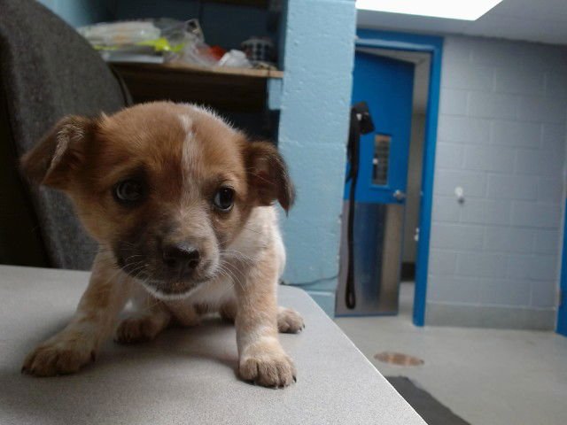 CHELSEA - Australian Cattle Dog/Blue Heeler available for adoption