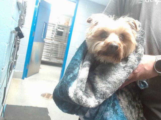 CHASE - Yorkshire Terrier Yorkie available for adoption
