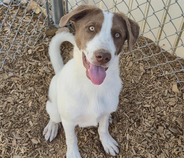 PRINCE - Labrador Retriever available for adoption