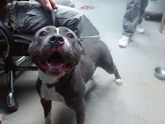 BERTHA - American Pit Bull Terrier available for adoption