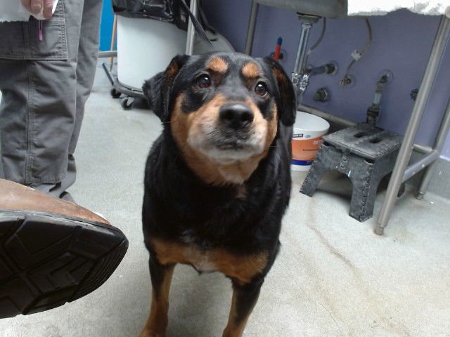 BARNEY - Rottweiler available for adoption