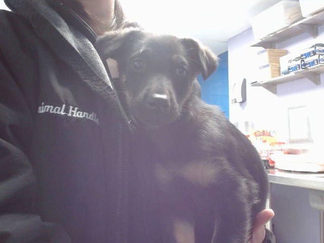 CIARA - German Shepherd Dog available for adoption