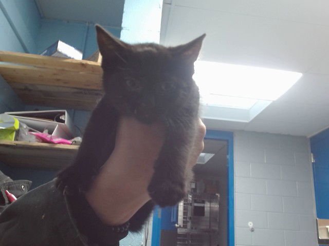 RAIN - Domestic Short Hair available for adoption