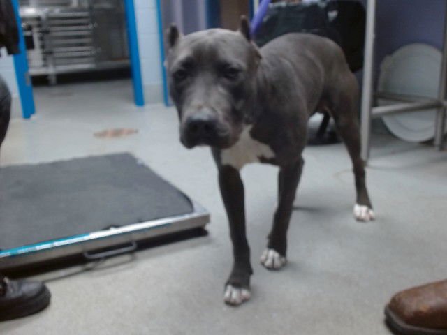 SAMSON - American Pit Bull Terrier available for adoption