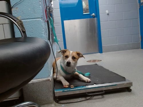 DEJA - Australian Cattle Dog/Blue Heeler available for adoption