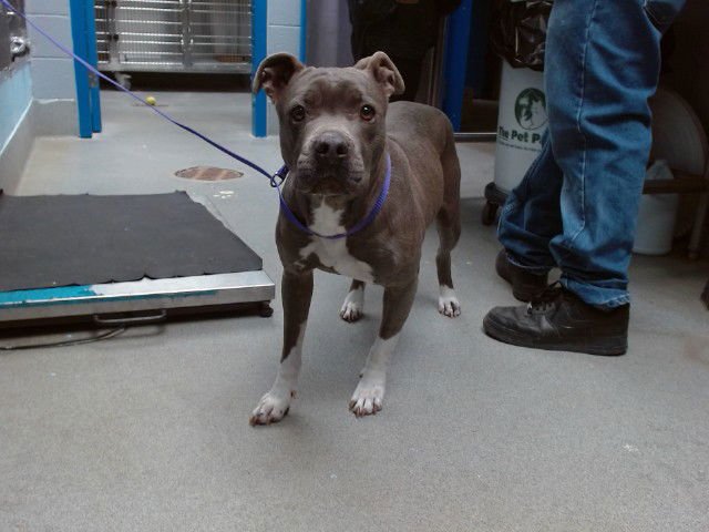 JULIETTE - American Pit Bull Terrier available for adoption