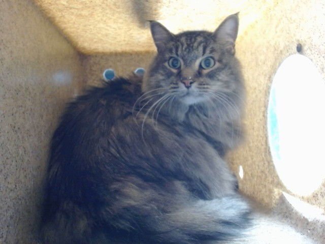 SOUR PATCH - Domestic Medium Hair available for adoption