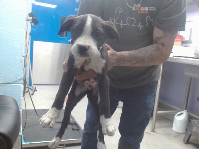 TOM - American Pit Bull Terrier available for adoption