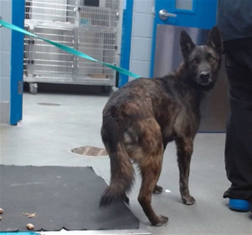LADY - Dutch Shepherd available for adoption