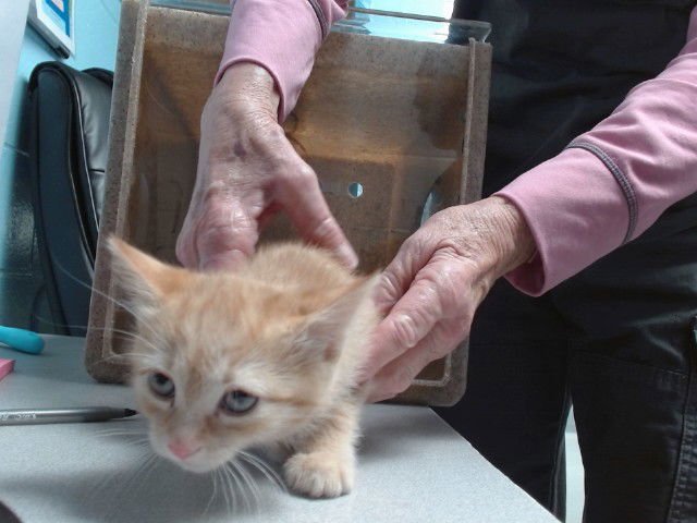 SPRINKLES - Domestic Short Hair available for adoption