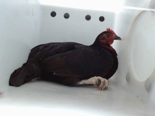 ERNEST - Chicken available for adoption