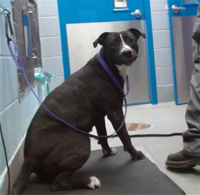 LUCY - American Pit Bull Terrier available for adoption