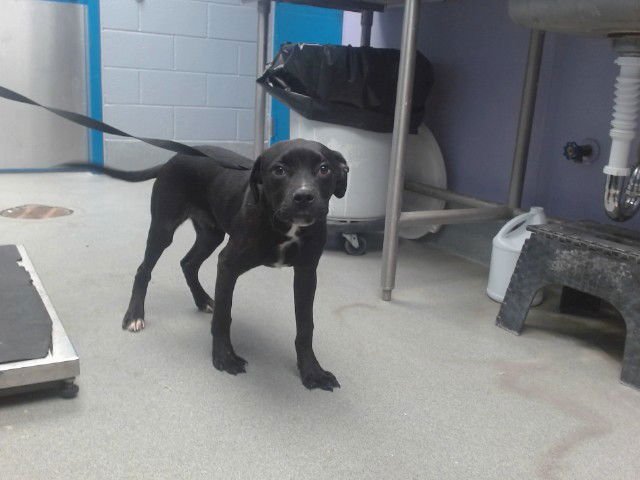 SPONGEBOB - Pit Bull Terrier available for adoption