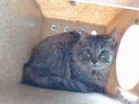 CHEDDER - Photo 1