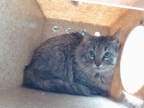 CHEDDER - Domestic Medium Hair available for adoption