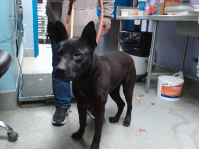 PANTHER - Labrador Retriever available for adoption