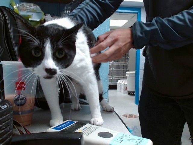 MUFFIN - Domestic Short Hair available for adoption