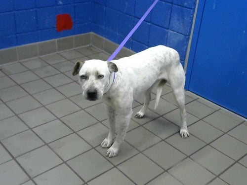 JAXSON - Queensland Heeler / American Pit Bull Terrier available for adoption