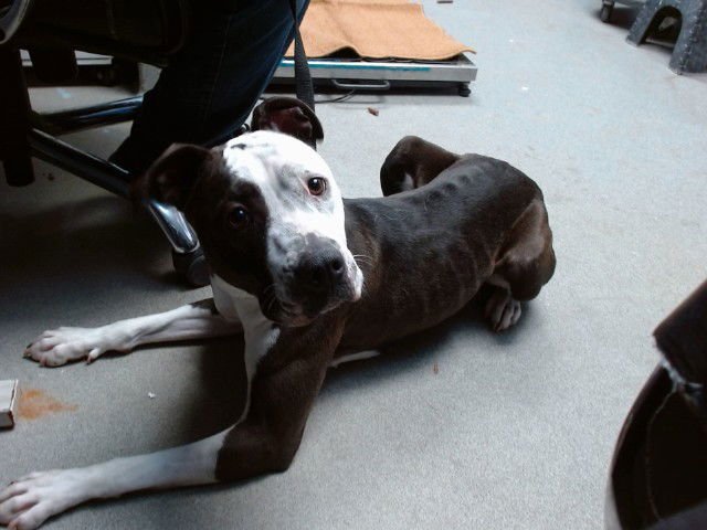 MEG - American Pit Bull Terrier available for adoption