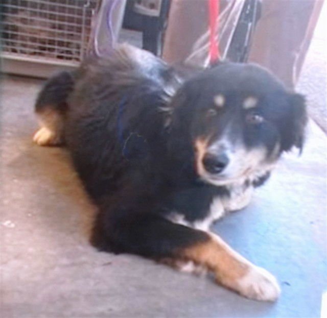 CALVIN - Australian Shepherd available for adoption