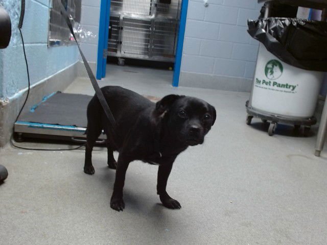 TIA - Chihuahua / Pug available for adoption