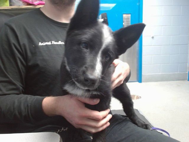 ROXIE - Border Collie available for adoption