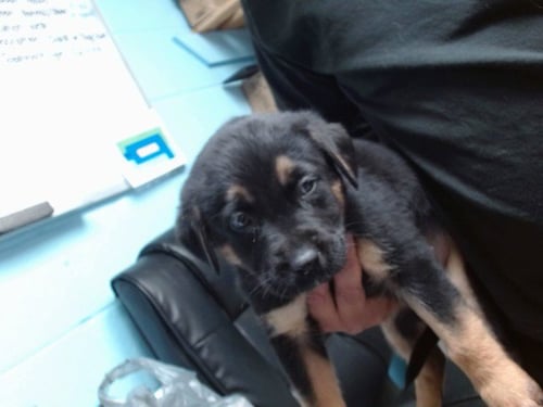 PEACHES - German Shepherd Dog available for adoption