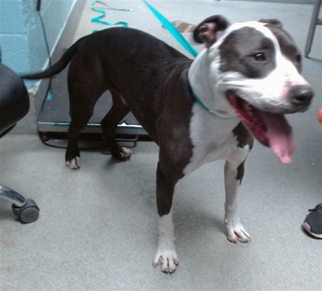 BRODY - American Pit Bull Terrier available for adoption