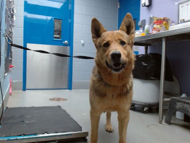 HUNT - German Shepherd Dog available for adoption