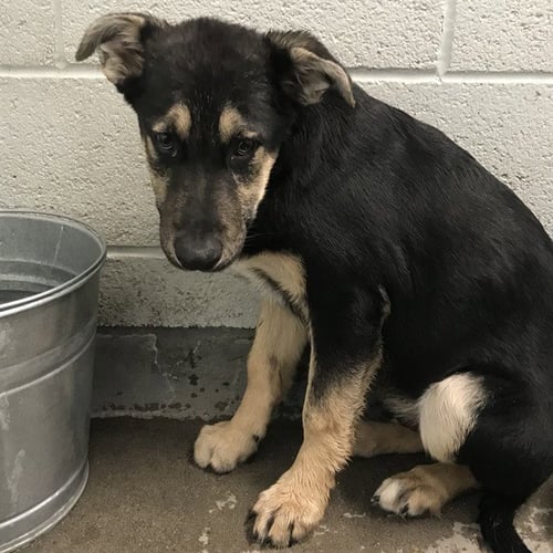 PIE - German Shepherd Dog available for adoption