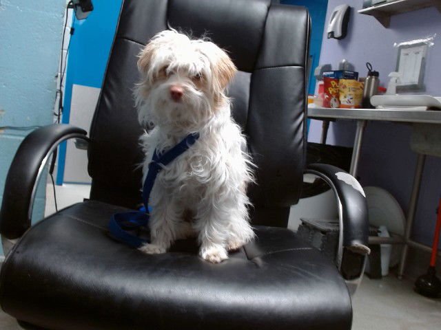 GOOSE - Border Terrier available for adoption