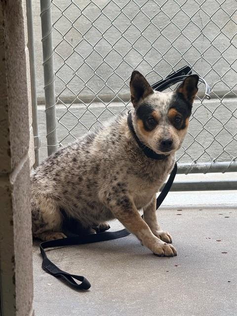 BOOM - Australian Cattle Dog/Blue Heeler available for adoption