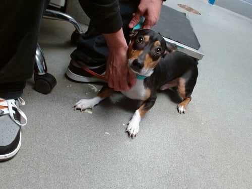 CARTER - Dachshund available for adoption