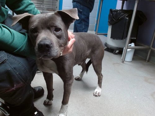 RED - American Pit Bull Terrier available for adoption