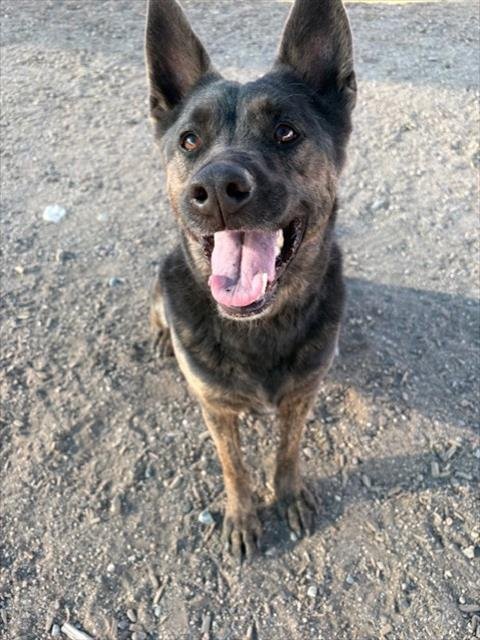 SPARKLER - German Shepherd Dog available for adoption