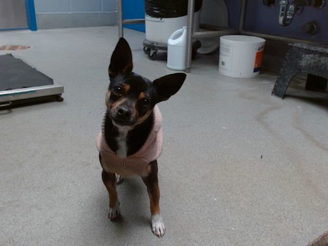 CHUCHO - Chihuahua available for adoption