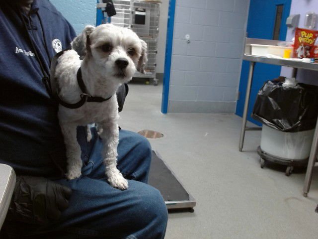 OLIVER - Poodle (Miniature) available for adoption