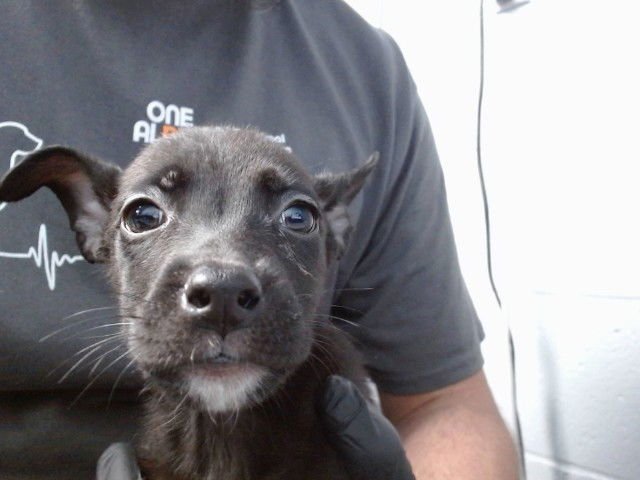 BRANDI - German Shepherd Dog available for adoption