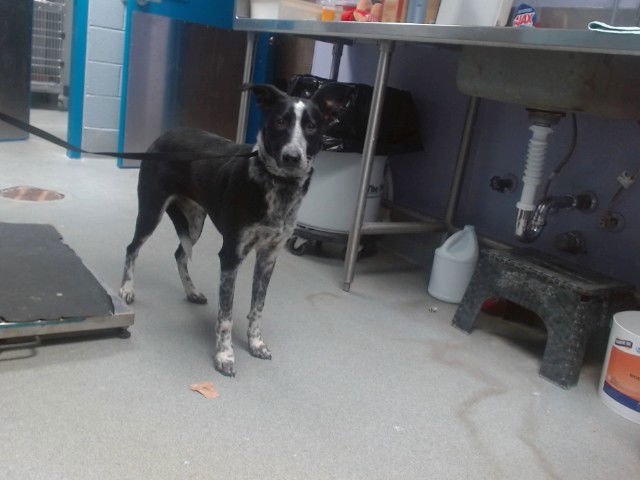 HUPPA - Australian Cattle Dog/Blue Heeler available for adoption