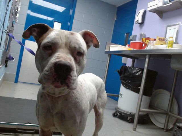 CARL - American Pit Bull Terrier available for adoption