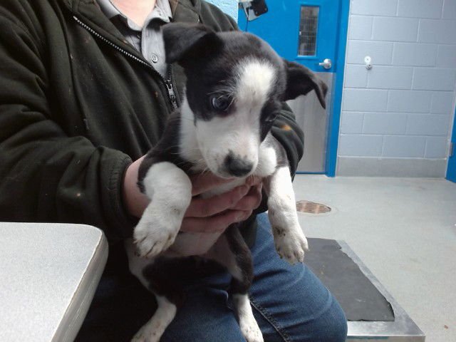 VERONICA - Pointer available for adoption