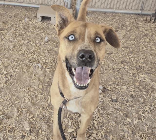 BAILEY - Australian Cattle Dog/Blue Heeler available for adoption