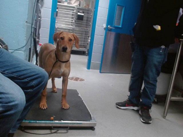 PAULA - Labrador Retriever available for adoption