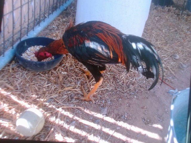ROOSTER #2