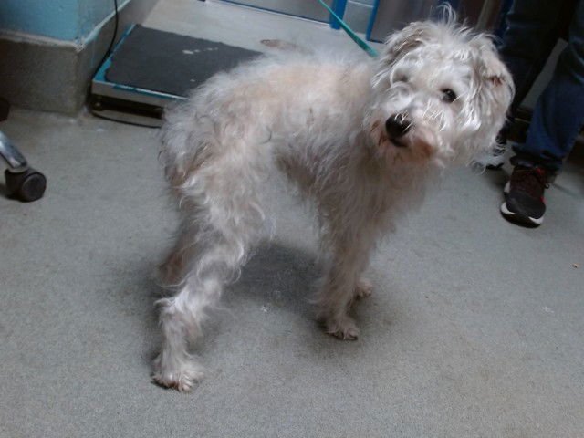 ZIKO - Miniature Schnauzer available for adoption