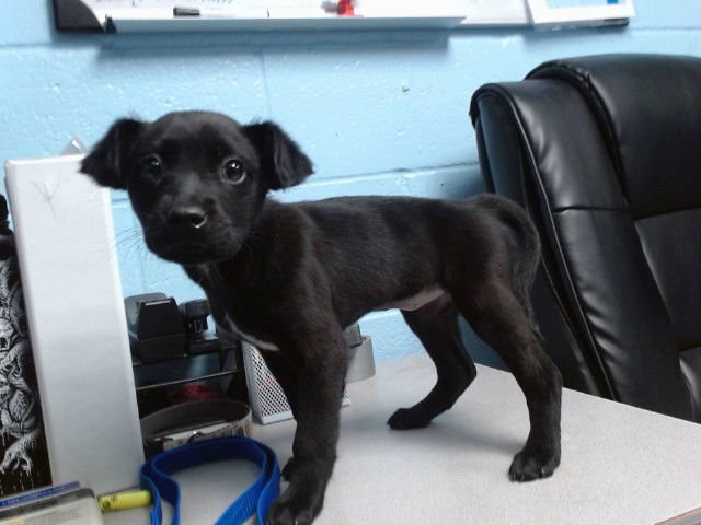 ATLAS - Labrador Retriever available for adoption