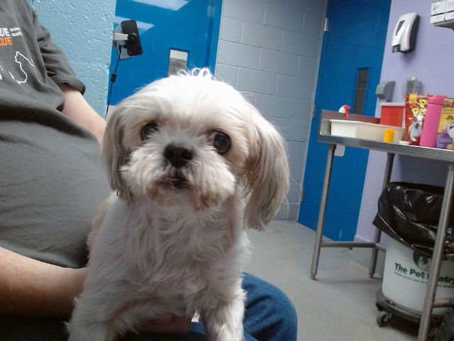 ITTY BITTY - Shih Tzu available for adoption