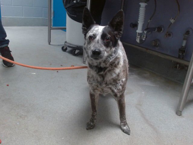 ARIYA - Australian Cattle Dog/Blue Heeler available for adoption